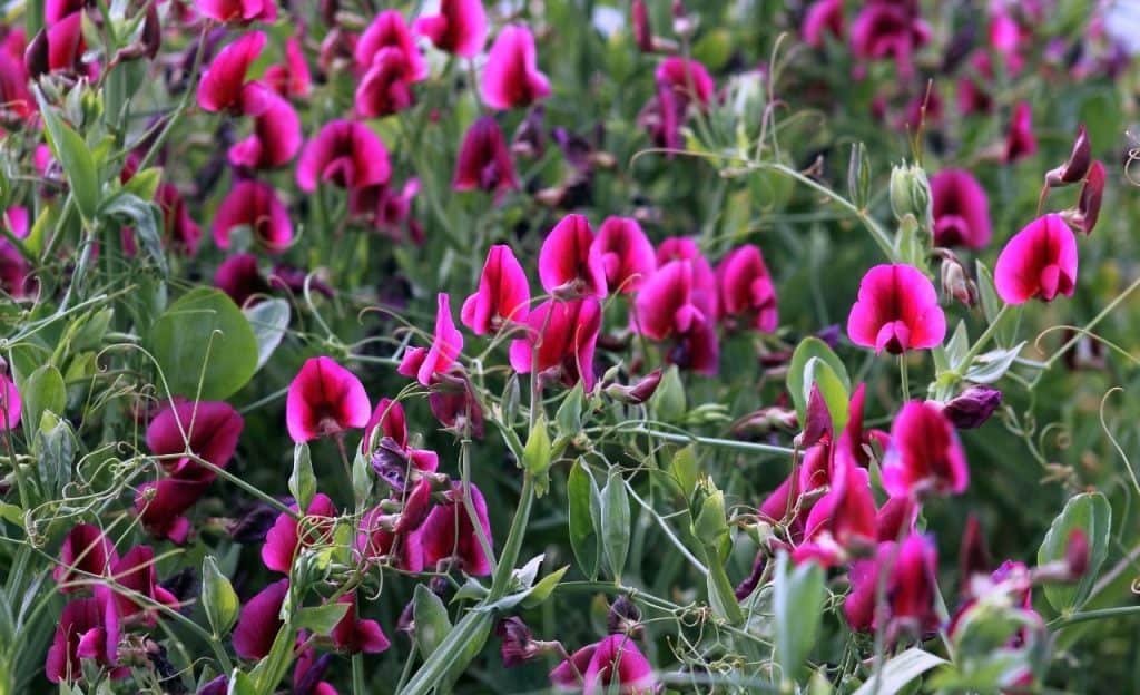 sweet peas