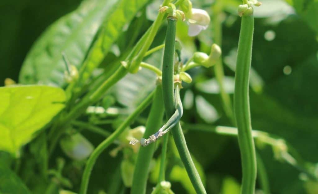 string beans