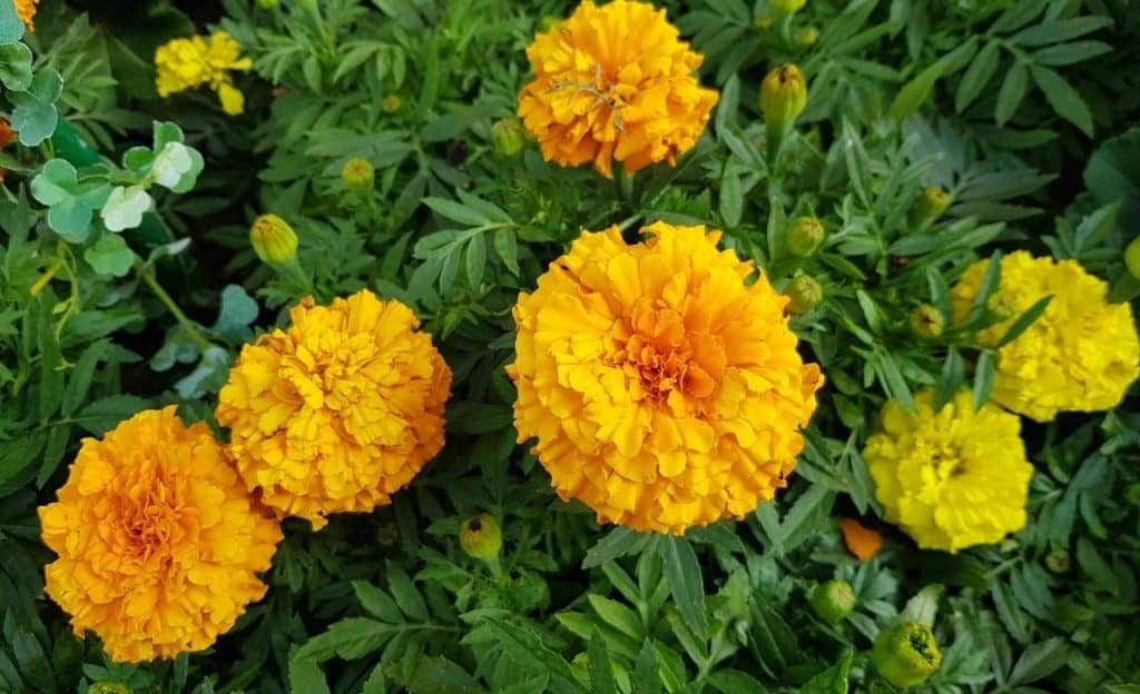 marigolds