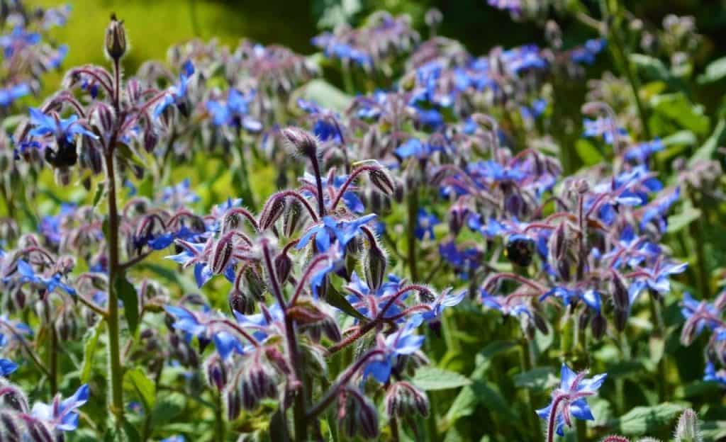 borage flowers