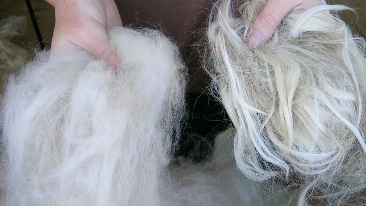 alpaca fiber