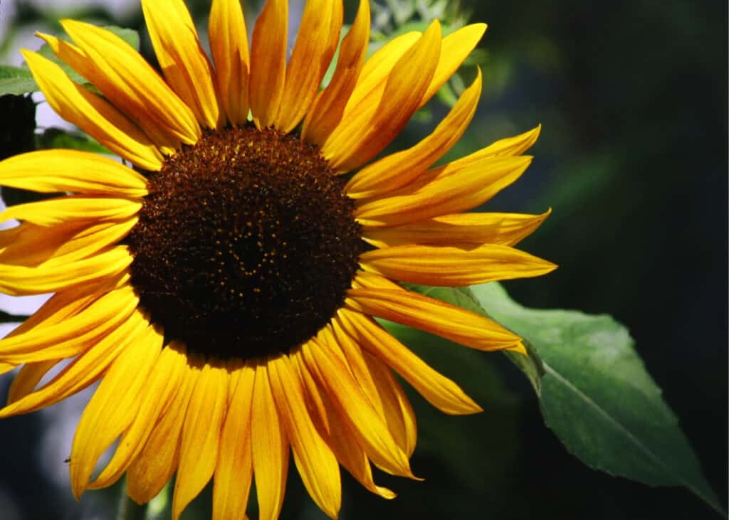 sunflower