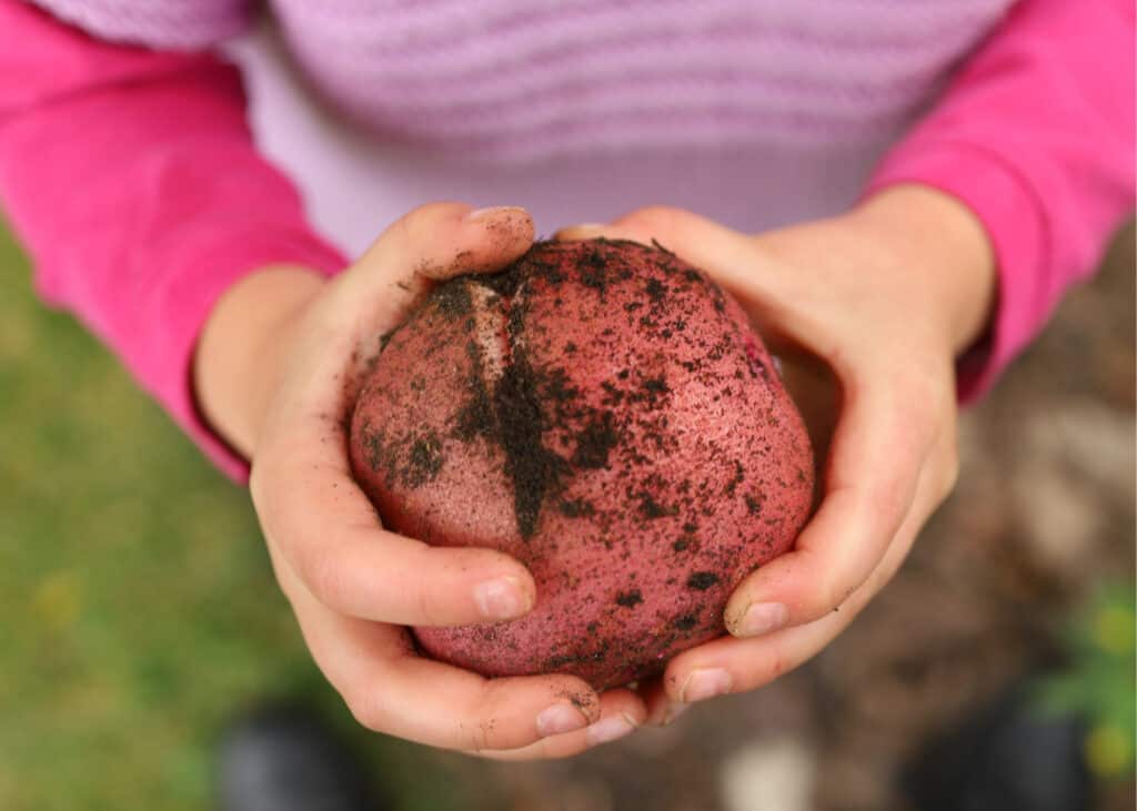 red potato