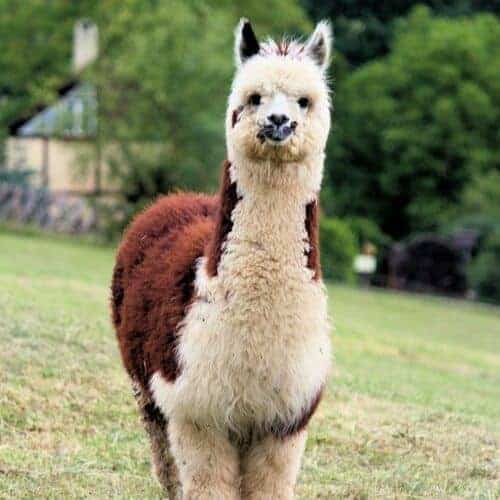 huacaya alpaca