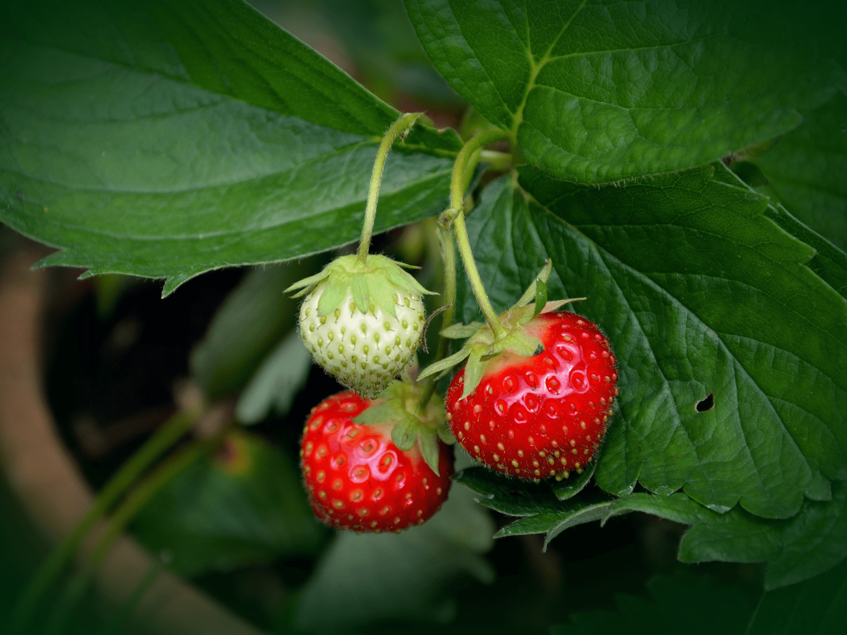 Strawberry Plant