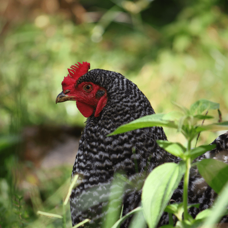 barred rock rooster