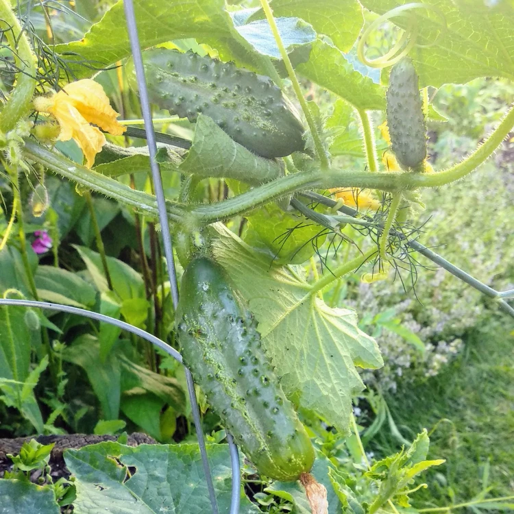 cucumbers on a vine