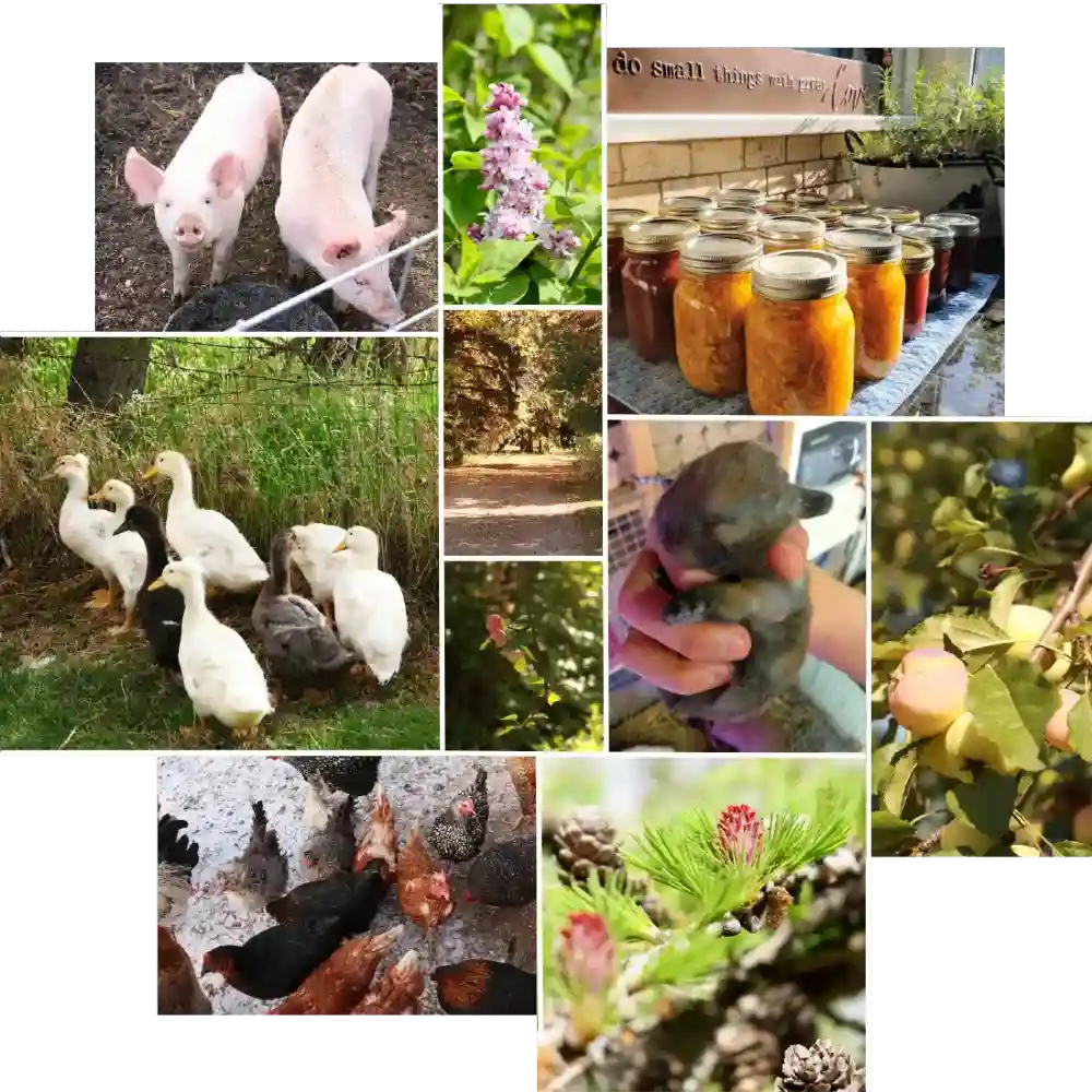 Under Three Acres Home Page Collage 1000px